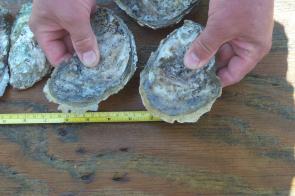 Brood oysters