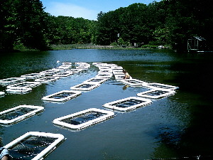 Picture of the dock with reefs.